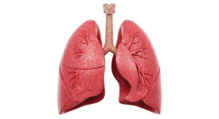 Human lungs isolated on transparent background, detailed anatomical model for medical education and healthcare presentations PNG