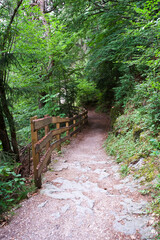 Scenic forest pathway with wooden railing surrounded by lush greenery and rocky terrain inviting exploration