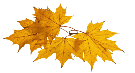 Golden yellow maple leaves cluster on a white background autumn season.