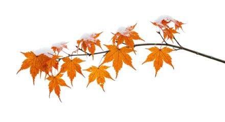 Maple Branch Adorned with Snow in Winter.