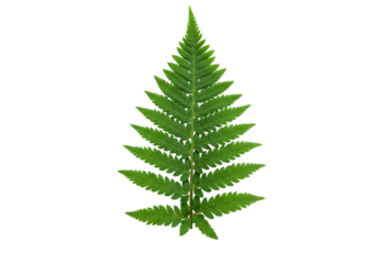 Green fern frond isolated PNG, botanical element for design and decoration, natural foliage on transparent background