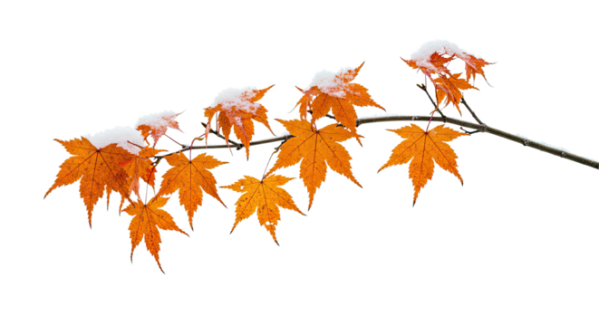 Maple Branch Adorned with Snow in Winter.
