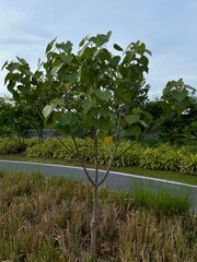 rice field in thailand