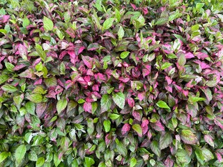 pink and green leaves
