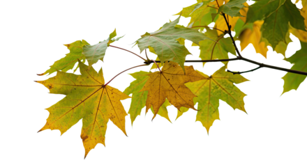 Maple leaves on a branch showing autumn colors transition.