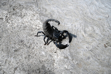 A close-up, low-angle shot of a black scorpion with its stinger raised, crawling across a rough concrete surface in a powerful and intimidating stance.

