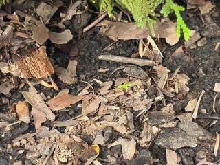 corn on the ground