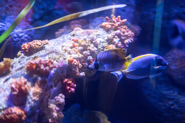 A soft beam of light pierces through the darkness, illuminating the silent, mysterious depths of the ocean. under the sea Branching Coral with sea fish swimming .