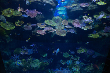 A soft beam of light pierces through the darkness, illuminating the silent, mysterious depths of the ocean. under the sea Branching Coral with sea fish swimming .