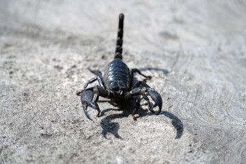 A close-up, low-angle shot of a black scorpion with its stinger raised, crawling across a rough concrete surface in a powerful and intimidating stance.

