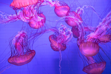 Group of beautiful jellyfish float gracefully against a deep blue background floating in illuminated aquarium with neon light. Theriology, biodiversity, undersea life, aquatic organism