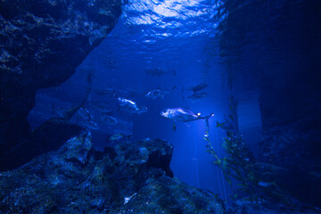 A soft beam of light pierces through the darkness, illuminating the silent, mysterious depths of the ocean.