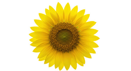 Obraz premium Bright yellow sunflower isolated on transparent background, vibrant summer flower in full bloom for natural beauty and floral designs
