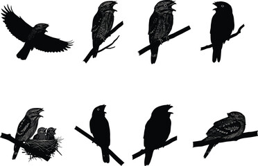 Black silhouette and detailed illustration of night birds perched on branches, flying, and nesting with chicks, vector artwork for wildlife design