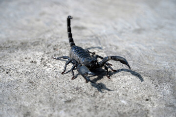 A close-up, low-angle shot of a black scorpion with its stinger raised, crawling across a rough concrete surface in a powerful and intimidating stance.

