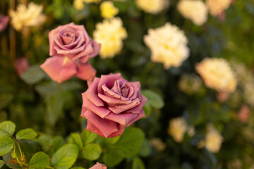 A beautiful rose garden filled with pink and white blossoms. Blooming roses in soft pastel colors surrounded by lush green leaves. A vibrant flower bed with roses in full bloom.