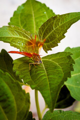 Vibrant Dragonfly Resting on Leaf Highlighting Wings' Intricate Details