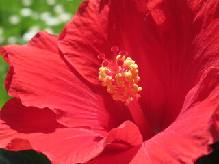 Zbliżenie na kwiat czerwonego hibiskusa © Kumulugma