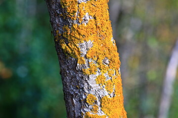 Close-up of a tree trunk covered in yellow lichen, perfect for nature and outdoors uses
