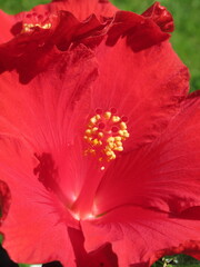 Zbliżenie na kwiat czerwonego hibiskusa © Kumulugma