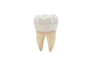 Molar tooth isolated on transparent background, dental anatomy model for educational and medical use PNG