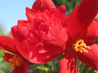 Zbliżenie na kwiat czerwonej begonii © Kumulugma