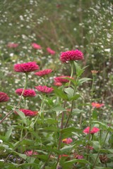 Obraz premium Red dahlia flowers. Zinnia elegans. Flowers bloom from June to October and retain their flowers for a hundred days.