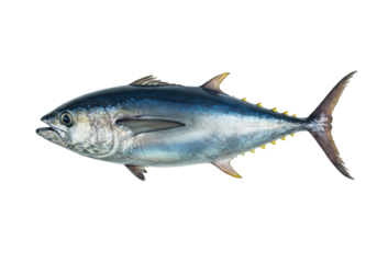 Yellowfin tuna isolated PNG, a large saltwater fish with vibrant yellow fins on transparent background, seafood delicacy for culinary projects