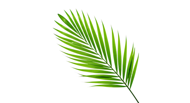 Single Green Palm Leaf Isolated on White Background. - Powered by Adobe