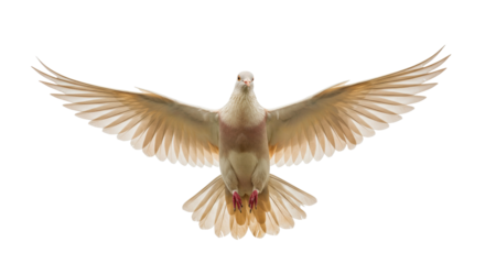 Dove with open wings PNG isolated on transparent background, symbol of peace and freedom for graphic design and religious themes