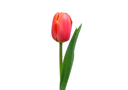 Vibrant red tulip flower isolated on transparent background, single spring bloom in full color for botanical design