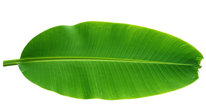 Single vibrant green banana leaf with prominent veins isolated on white.