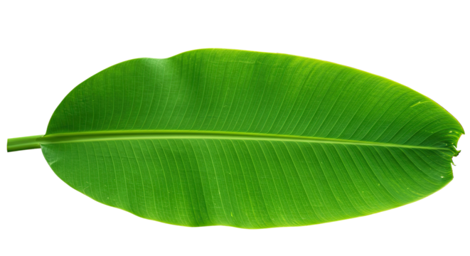 Single vibrant green banana leaf with prominent veins isolated on white.