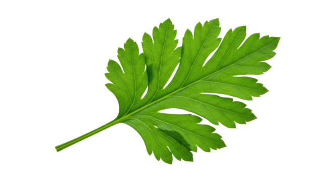 Single vibrant green leaf from a fresh aromatic herb plant. - Powered by Adobe
