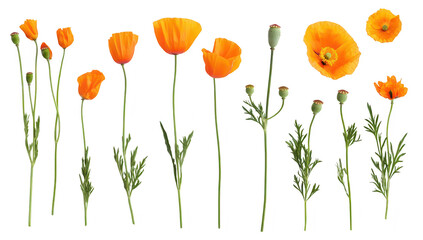 Fototapeta premium A arrangement of orange poppy flowers in various stages of bloom. their delicate petals and green stems against a clean white background. ideal for floral design or nature-themed projects