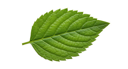 Obraz premium Single Vibrant Green Leaf with Serrated Edges Isolated on White Background.