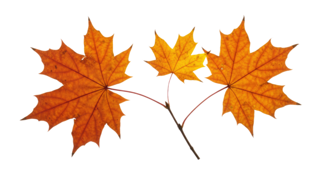 Three vibrant autumn maple leaves in shades of orange and yellow on a delicate branch.