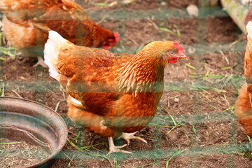 A group of chickens gathered near each other, possibly socializing or waiting for food