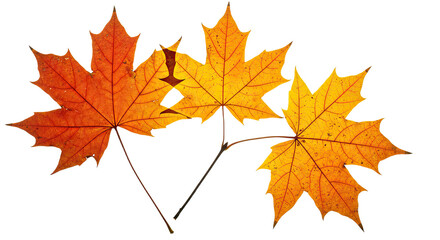 Three vibrant autumn maple leaves in warm colors.