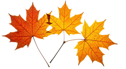 Three vibrant autumn maple leaves in warm colors.