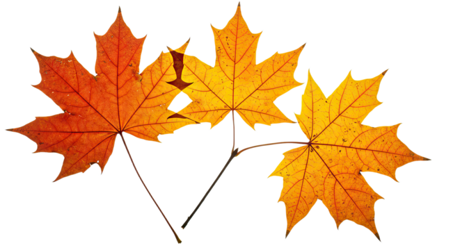 Three vibrant autumn maple leaves in warm colors.