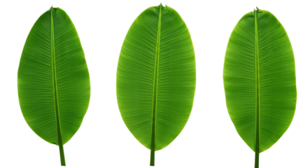 Three Vibrant Green Banana Leaves Isolated Studio Shot.