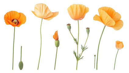 Fototapeta premium A collection of orange poppy flowers in various stages of bloom. set against a clean white background. ideal for nature-themed designs and floral arrangements