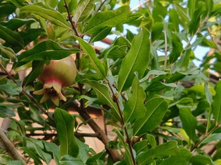 ripe pomegranates hang on the bush