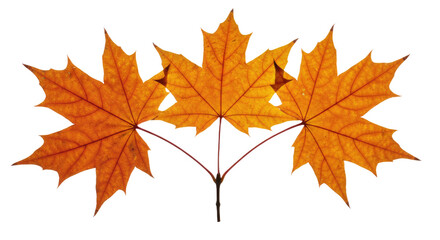 Obraz premium Three vibrant orange maple leaves in autumn season.