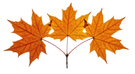 Three vibrant orange maple leaves in autumn season.