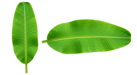 Two vibrant green banana leaves shown from different angles on a white background.