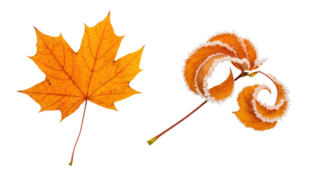 Two distinct autumn leaves showcasing seasonal change and natural beauty.