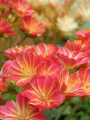 Zbliżenie na kwiaty rośliny z gatunku lewisia © Kumulugma