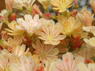 Zbliżenie na kwiaty rośliny z gatunku lewisia © Kumulugma